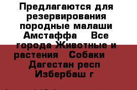 Предлагаются для резервирования породные малаши Амстаффа  - Все города Животные и растения » Собаки   . Дагестан респ.,Избербаш г.